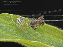 candy-striped spider
