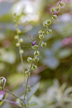 common harvestman