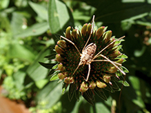 common harvestman