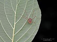 common harvestman
