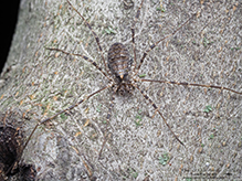 common harvestman