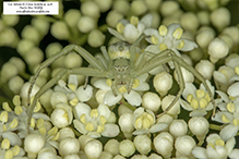 crab spider (Mecaphesa sp.)