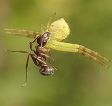 crab spider (Mecaphesa sp.)