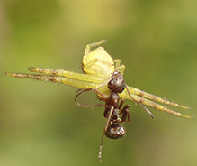 crab spider (Mecaphesa sp.)
