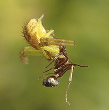 crab spider (Mecaphesa sp.)