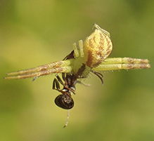 crab spider (Mecaphesa sp.)