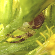 crab spider (Mecaphesa sp.)