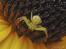 crab spider (Mecaphesa sp.)