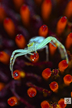 crab spider (Mecaphesa sp.)