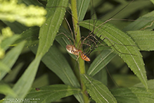 eastern harvestman