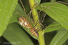 eastern harvestman