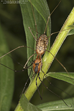 eastern harvestman