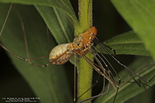 eastern harvestman