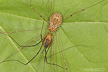 eastern harvestman