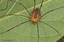 eastern harvestman