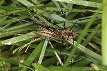 eastern harvestman