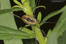 eastern harvestman