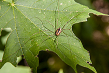 eastern harvestman