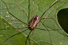 eastern harvestman