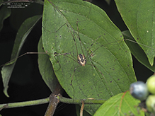 eastern harvestman