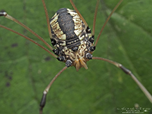 eastern harvestman