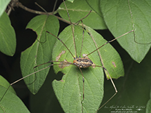 eastern harvestman