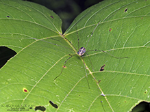 eastern harvestman