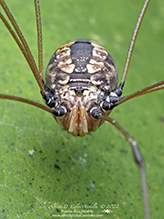 eastern harvestman