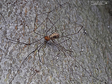 eastern harvestman