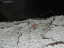 eastern harvestman
