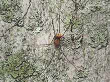 eastern harvestman