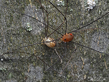 eastern harvestman