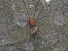 eastern harvestman