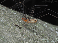 eastern harvestman