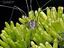 eastern harvestman
