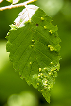 elm finger gall mite
