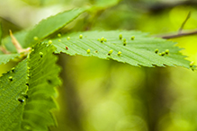 elm finger gall mite