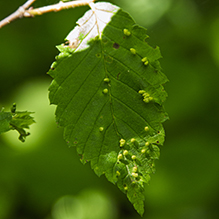 elm finger gall mite