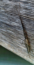 elongate stilt spider