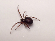 false black widow