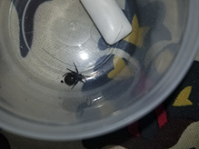false black widow