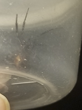 false black widow