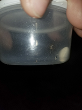 false black widow