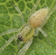garden ghost spider