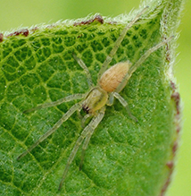 garden ghost spider