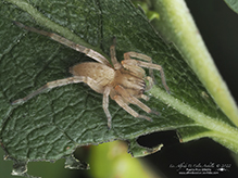 garden ghost spider