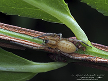 garden ghost spider