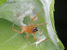 garden ghost spider