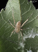 ghost spider (Anyphaena sp.)