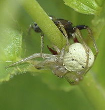 ground crab spider (Xysticus sp.) ground crab spider (Xysticus sp.)